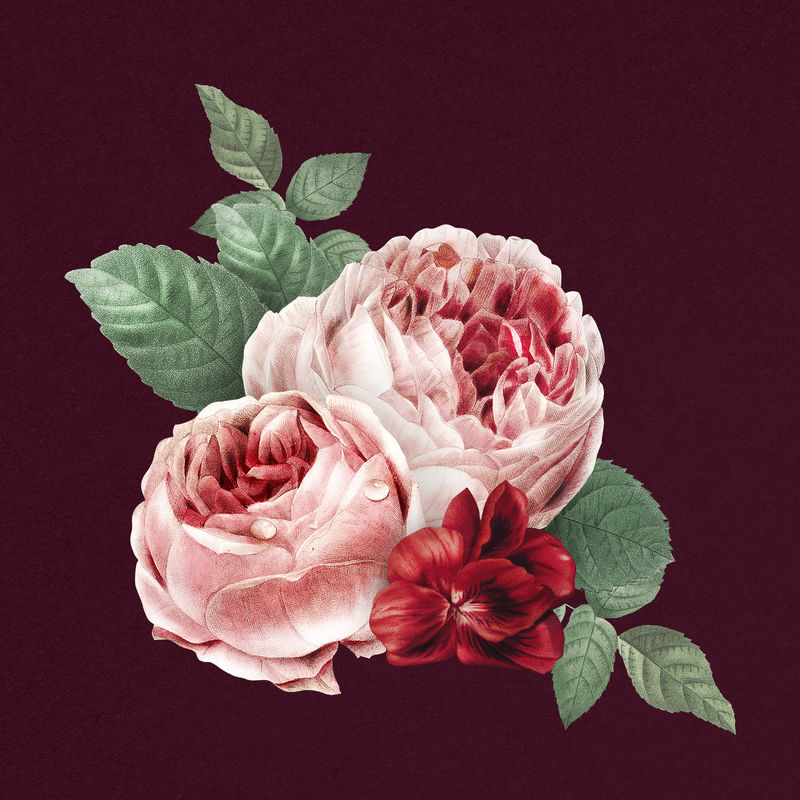 植物红双苔玫瑰水彩插画