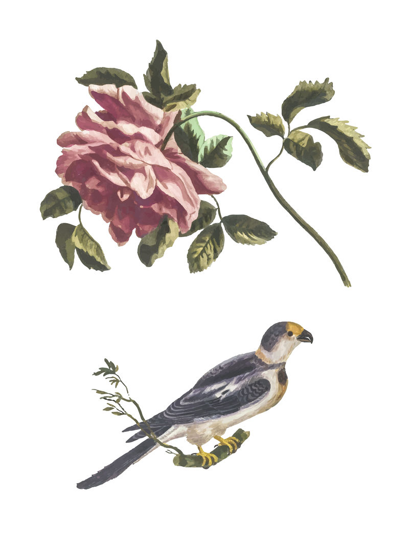 玫瑰和长尾鹦鹉的经典插图