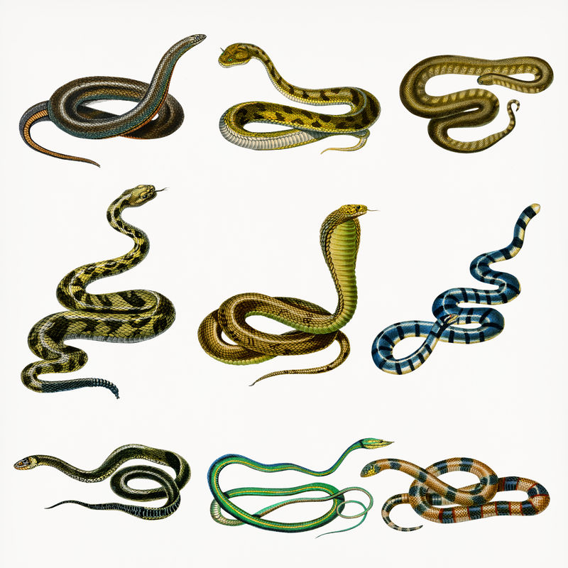 复古手绘蛇png由Charles DeSalines D\u0026#39的艺术作品混合而成；orbigny