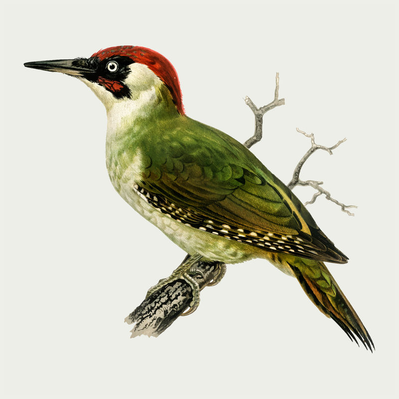 欧洲绿啄木鸟矢量手绘