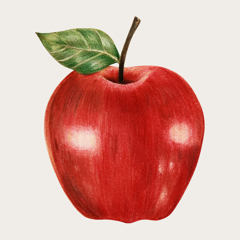 彩色铅笔苹果手绘矢量