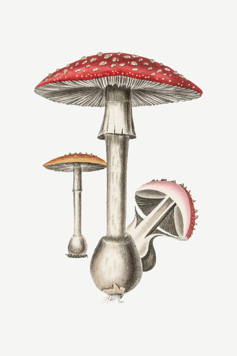 矢量植物蘑菇真菌插图