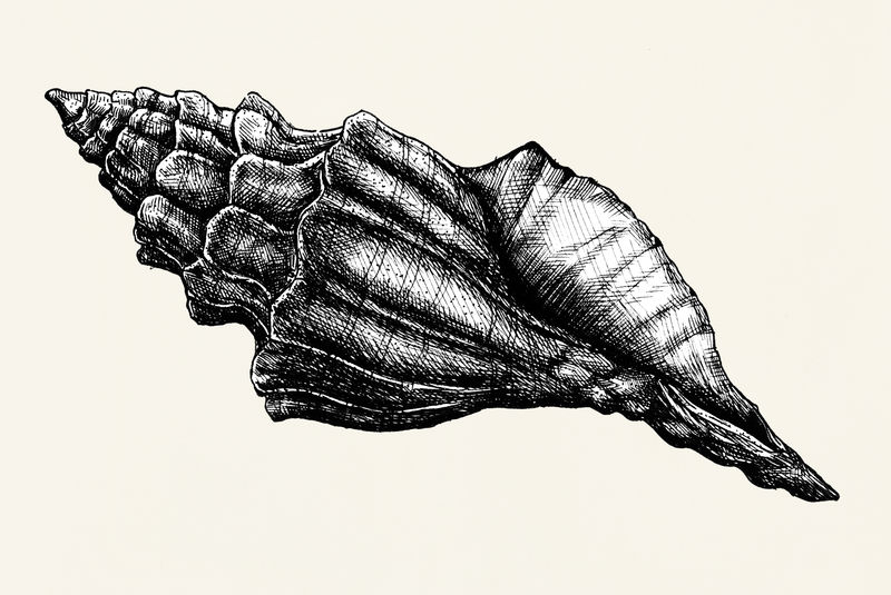 手绘海螺壳