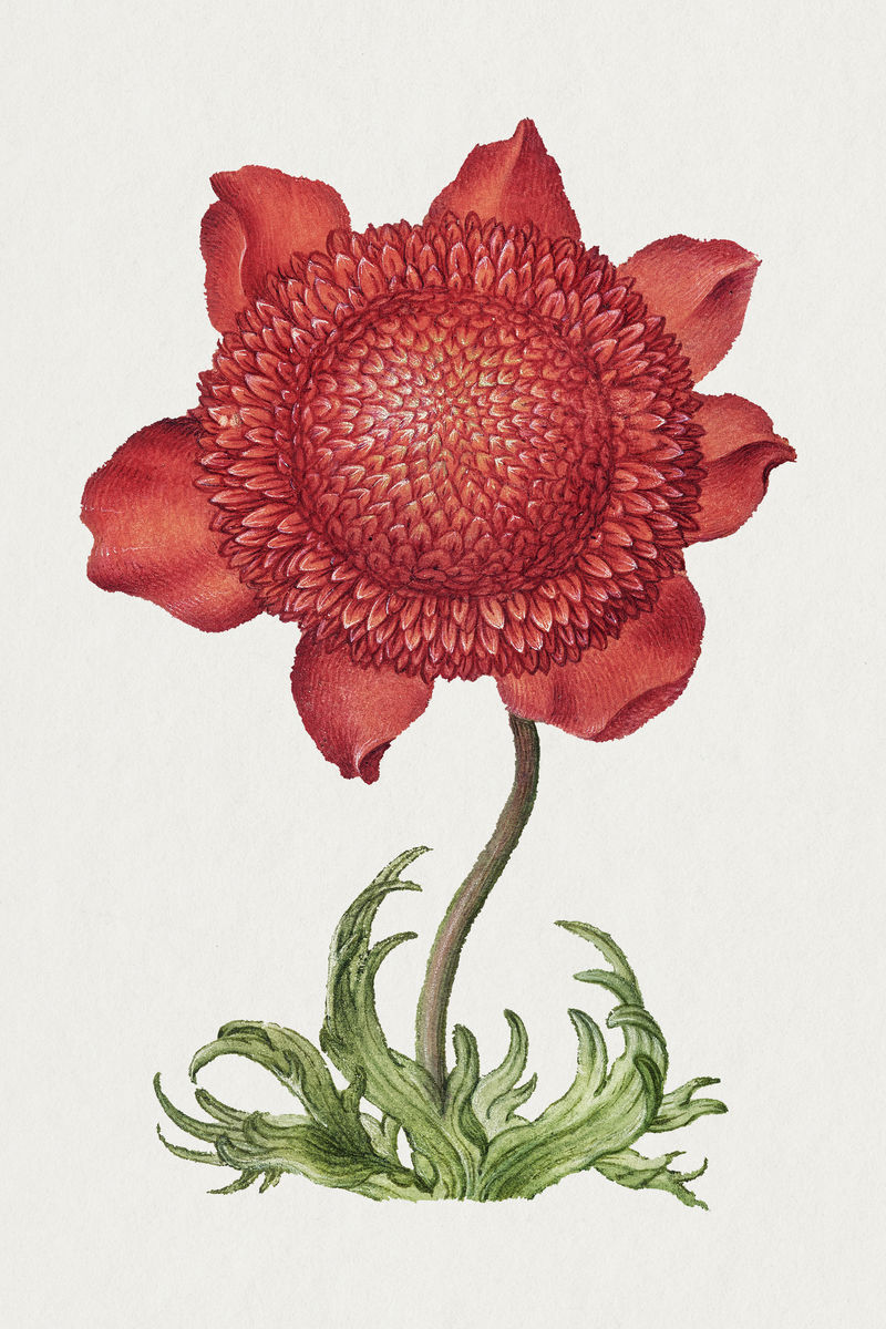 红罂粟银莲花手绘