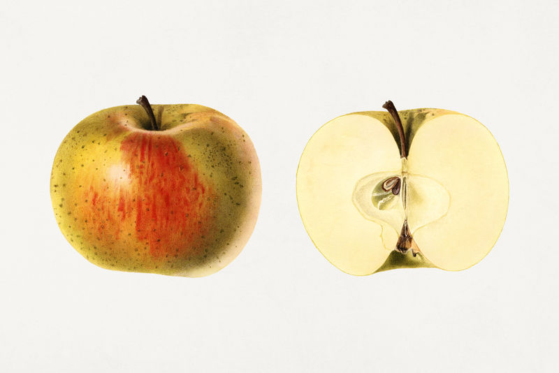 古董苹果插图模型