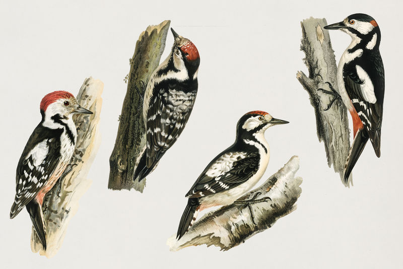 古董鸟和啄木鸟psd手绘套装