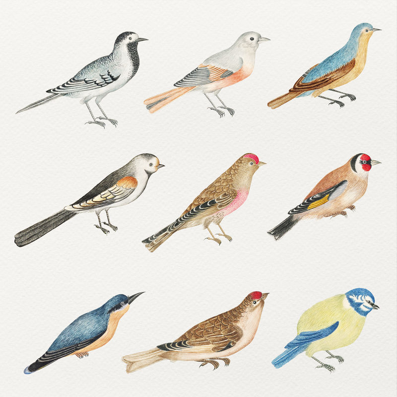 Psd复古水彩鸟集从18世纪的艺术作品从史密森档案混合