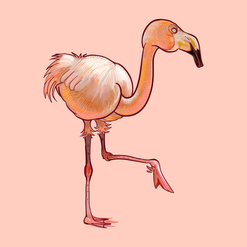 可爱的粉红色火烈鸟的插图