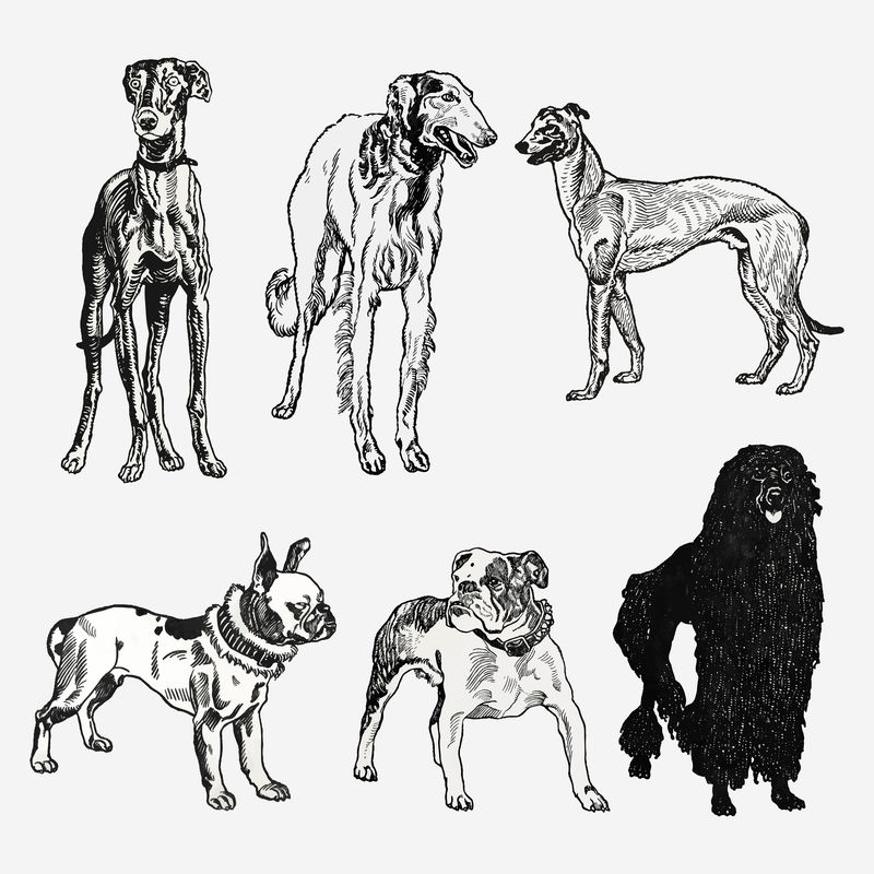复古狗品种插图向量集从莫里兹容格的艺术作品混合