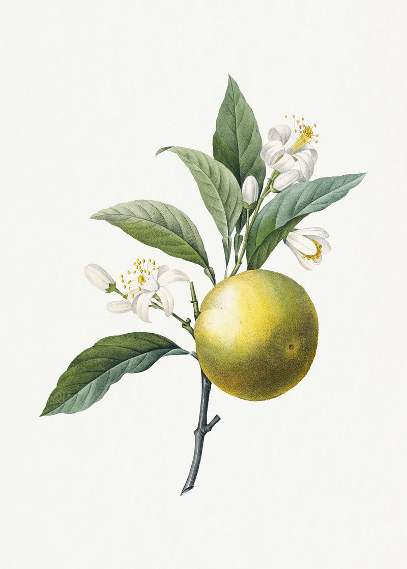 橙色水果psd复古植物艺术印刷品由Pierre Joseph Redout的艺术作品混合而成\u0026eacute；