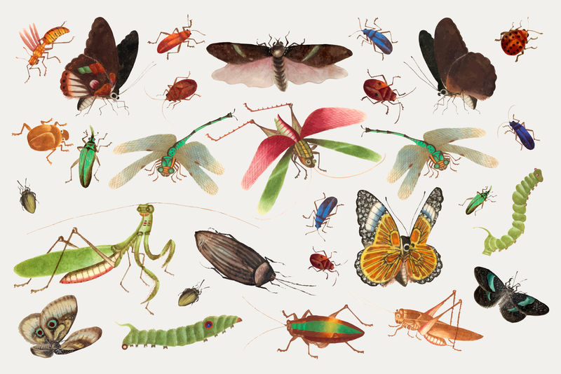 蝴蝶蚱蜢和昆虫矢量复古绘画收藏