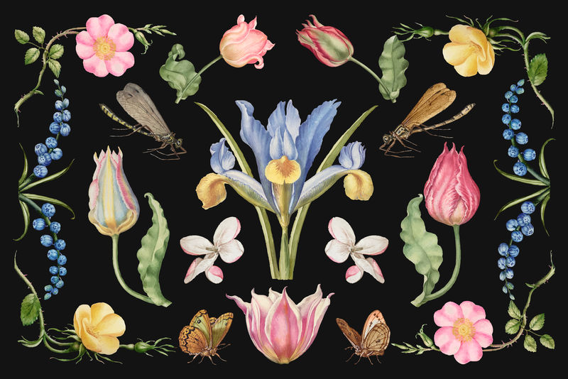 手绘花卉矢量花卉插画集从书法模型书乔里斯霍夫纳格尔和乔治博茨凯