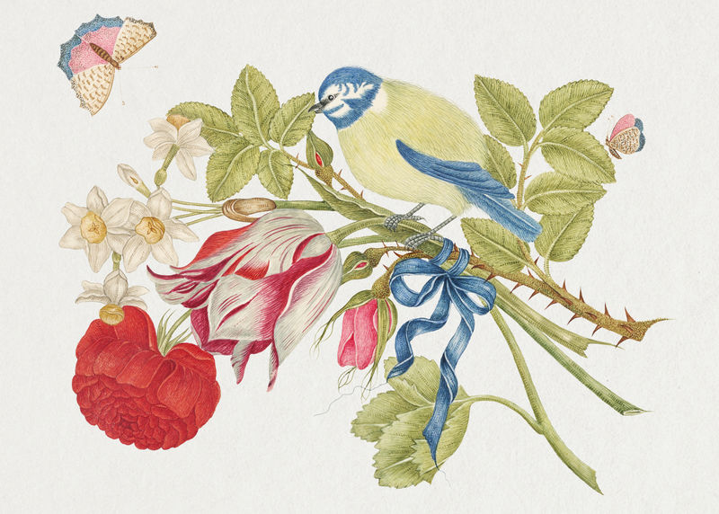 复古鸟和花的插图从18世纪的艺术作品从史密森档案混合