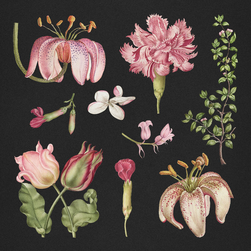 复古盛开的粉红色花朵psd插图集从书法模型书乔里斯霍夫纳格尔和乔治博茨凯混音