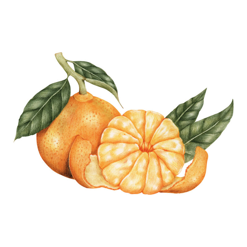 橙色插画风格