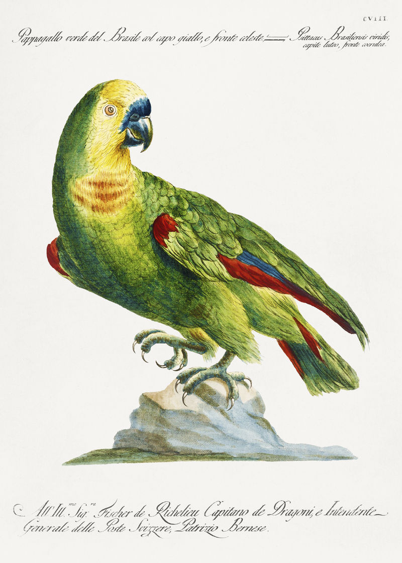 鹦鹉绿色的巴西与黄色的头和天上的前面（鹦鹉）复古插图