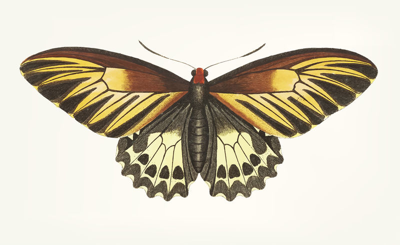棕色蝴蝶的经典插图