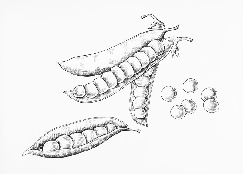 手绘豌豆和豆荚插图
