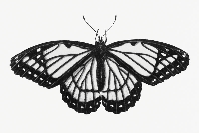 复古手绘单色蝴蝶设计元素