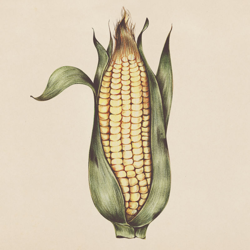 手绘玉米插图