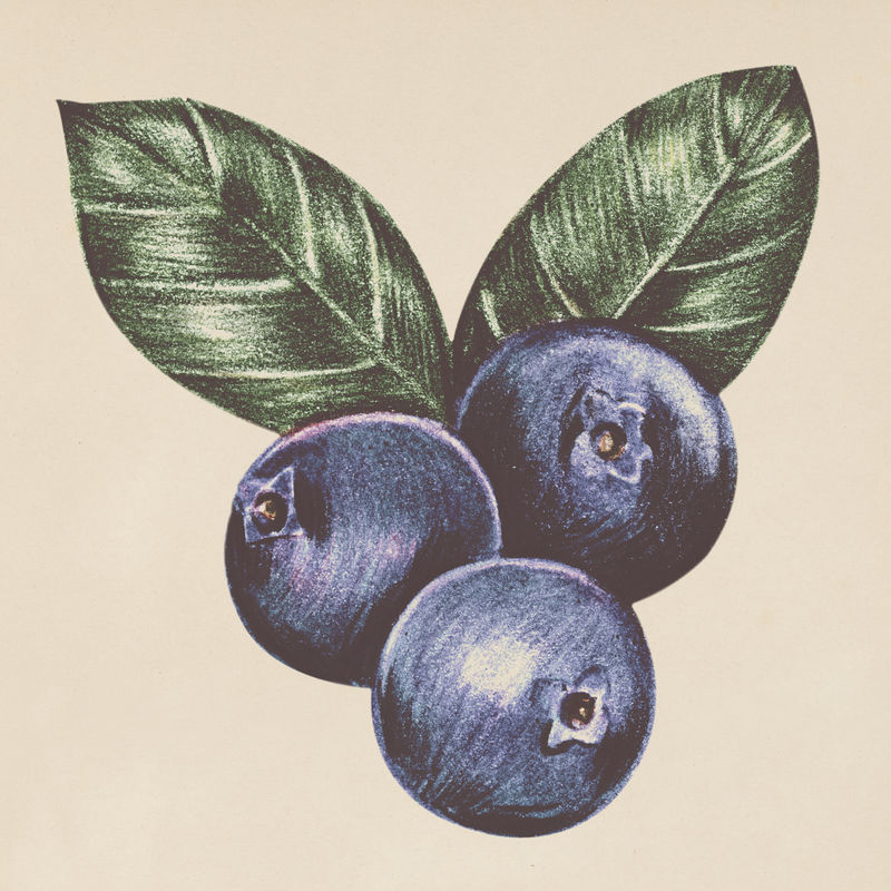手绘蓝莓插图
