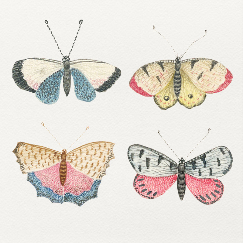 Psd复古蝴蝶和飞蛾水彩插图集从18世纪的史密森档案馆的艺术品混合