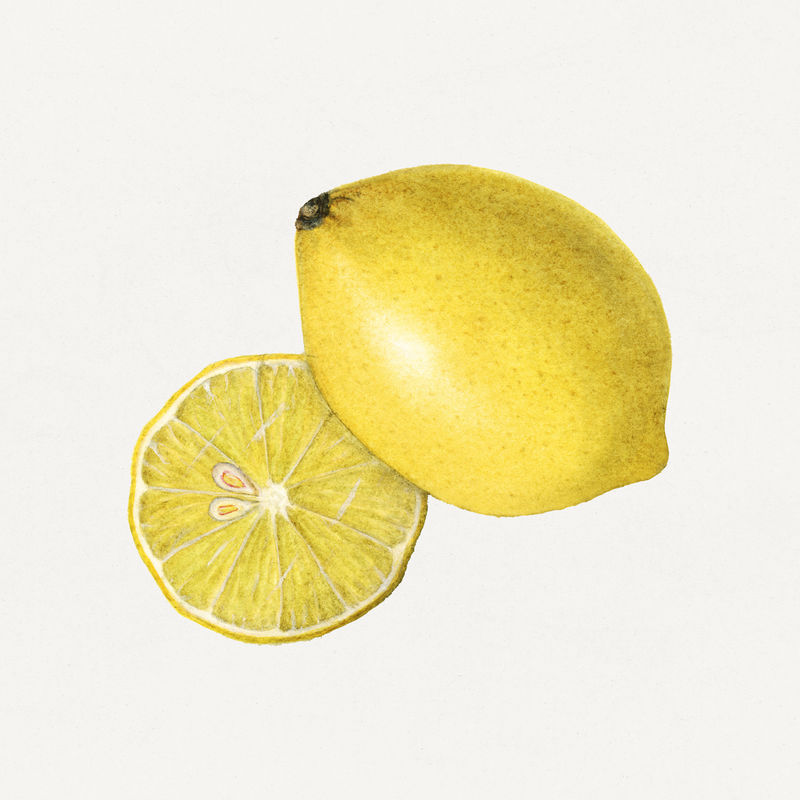 老熟柠檬插图模型
