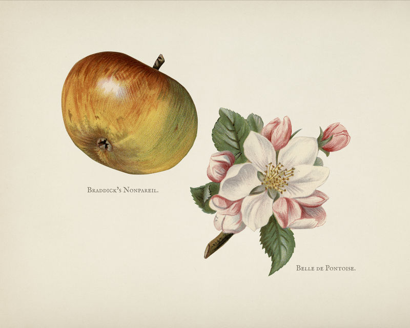 水果种植者指南：布拉迪克的经典插图\u0027s非帕雷尔苹果