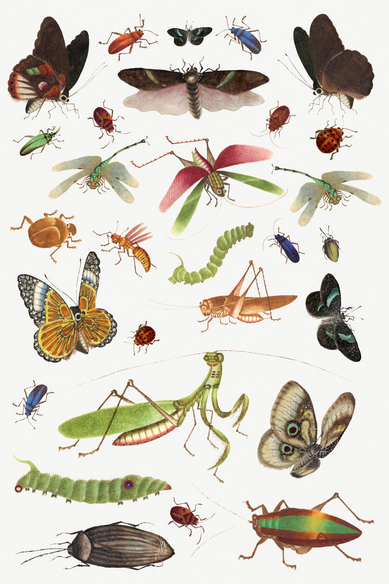 Psd蝴蝶昆虫和毛毛虫复古绘画集