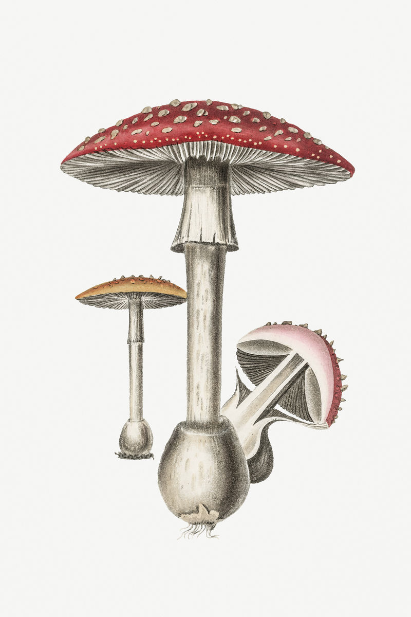 植物蘑菇木耳复古素描