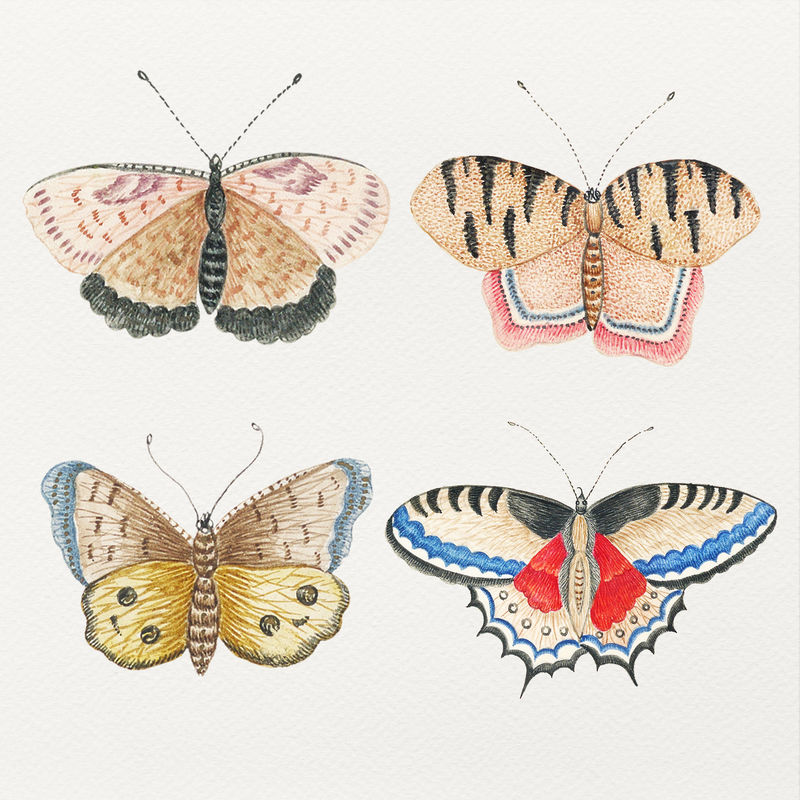 Psd复古蝴蝶和飞蛾水彩Psd插图集从18世纪的史密森档案馆的艺术品混合