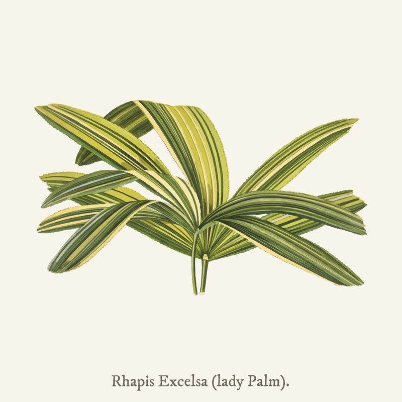 Slender Lady Palm）（