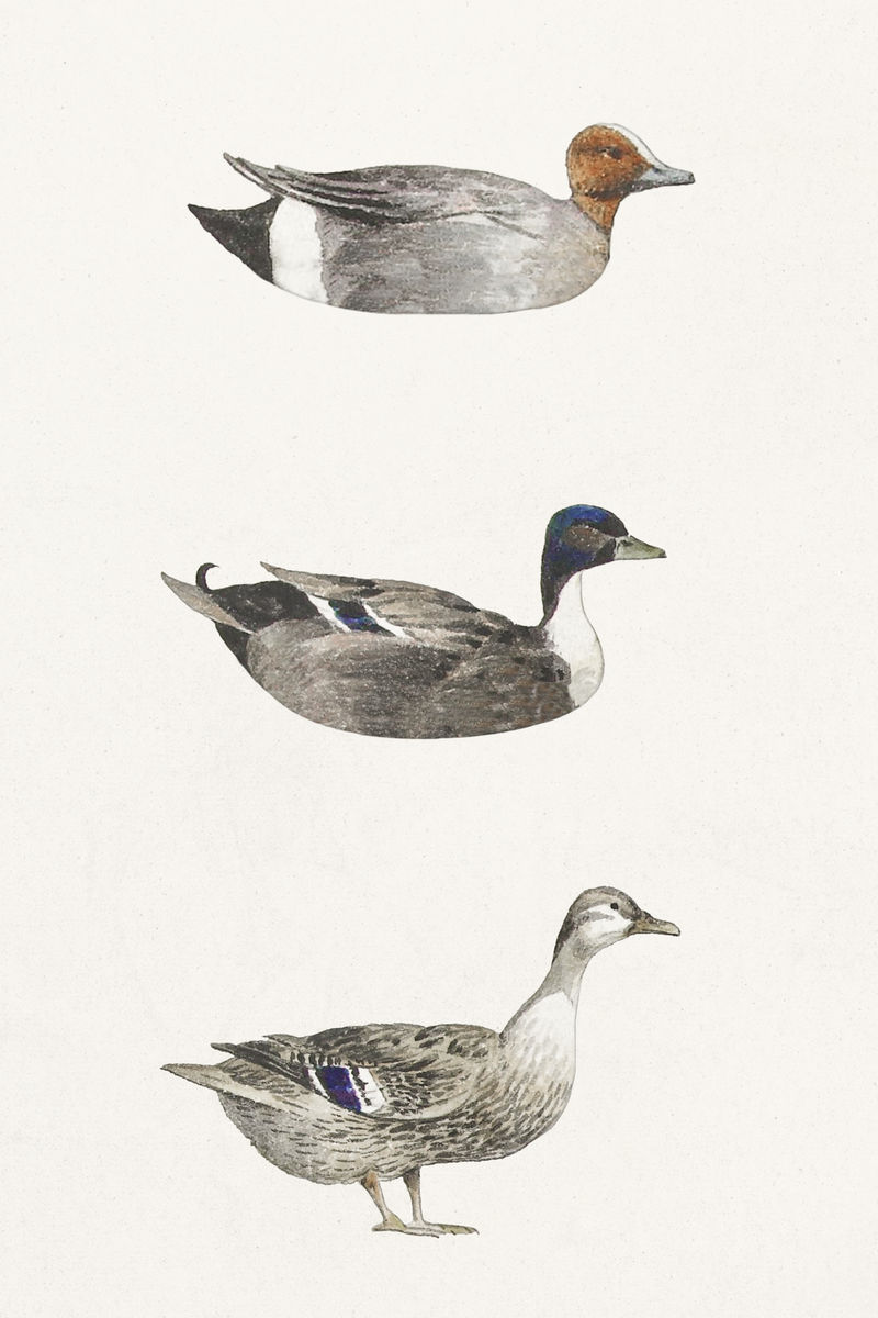 手绘水彩鸭集设计元素