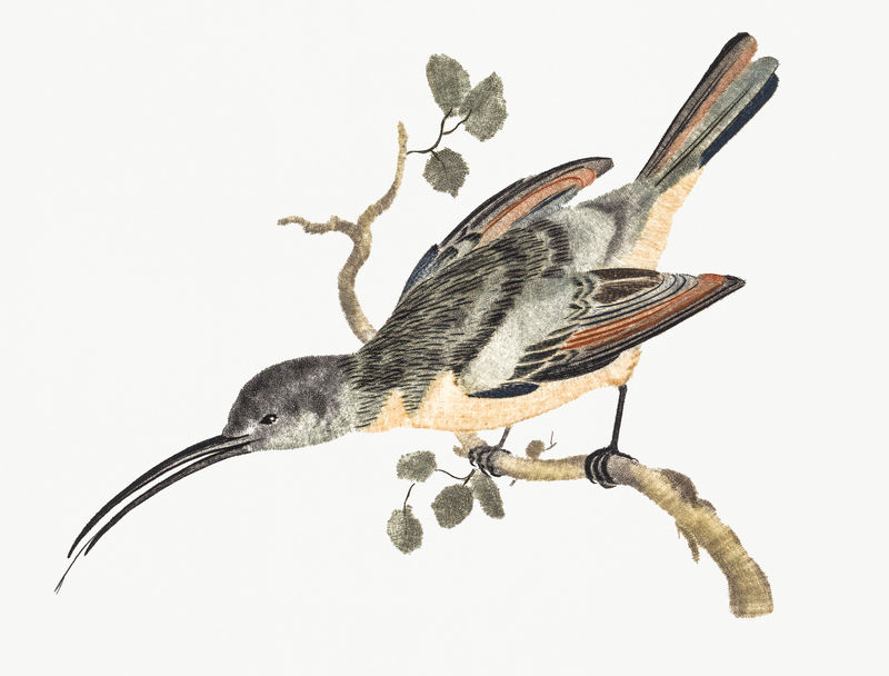 Hummingbird）【1688-1698】