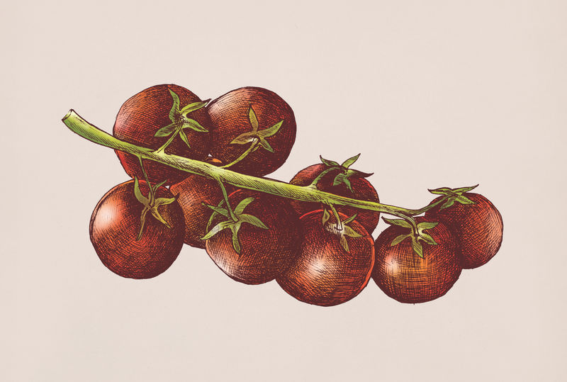一堆复古风格的红色tomatos插图