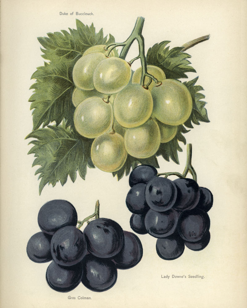 水果种植者指南：葡萄的陈年插图