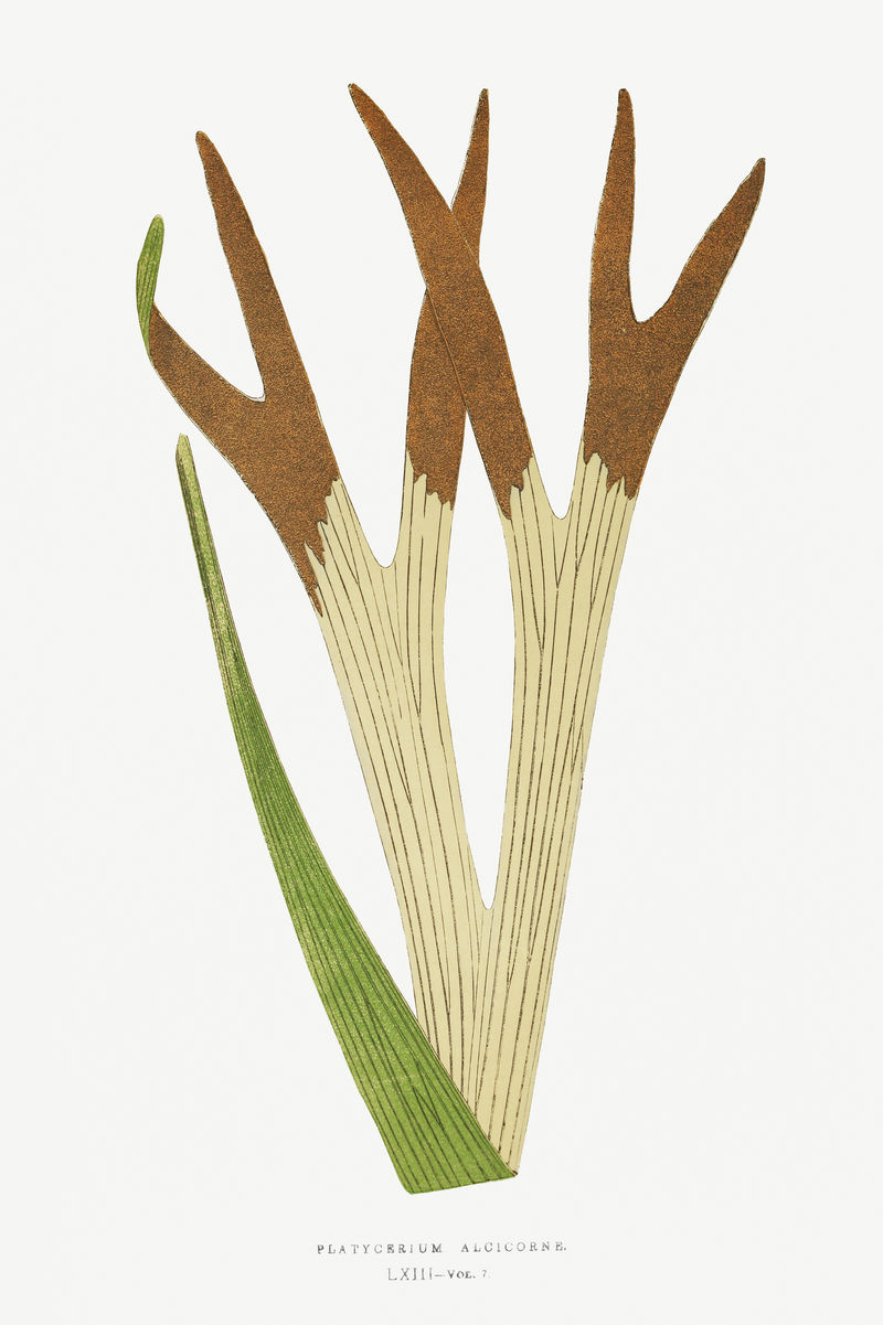 阿尔西科恩Platycerium Alcicorne（鹿角蕨）蕨类复古插图模型