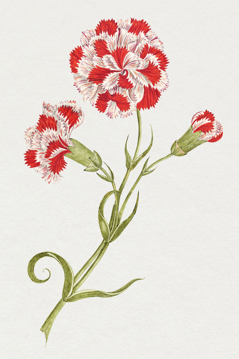 红色和白色康乃馨psd从18世纪的史密森档案馆艺术品混合
