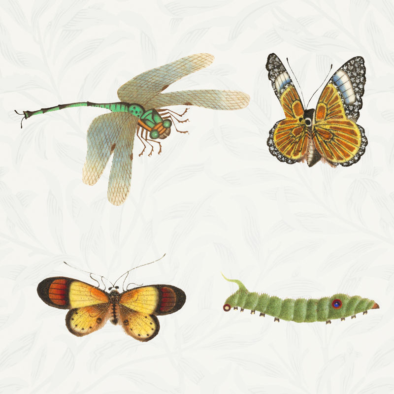 昆虫模板复古插图系列