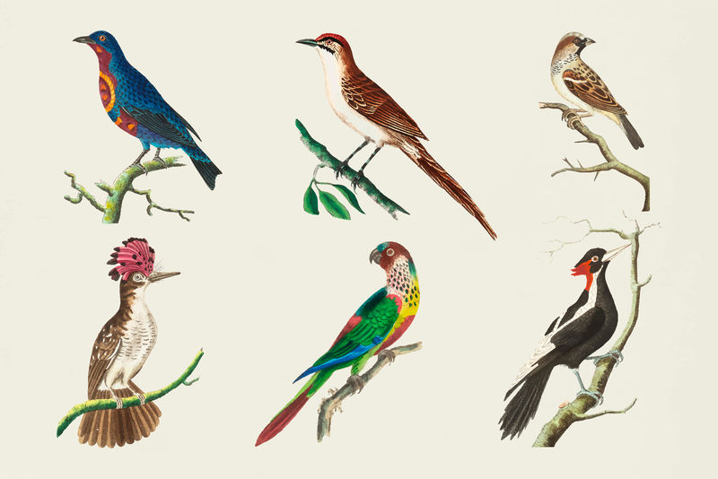彩色矢量鸟手绘复古系列