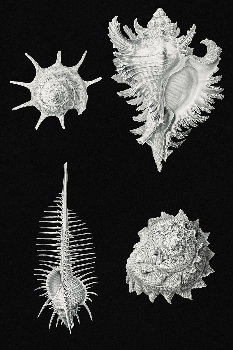 经典水生蜗牛插图集