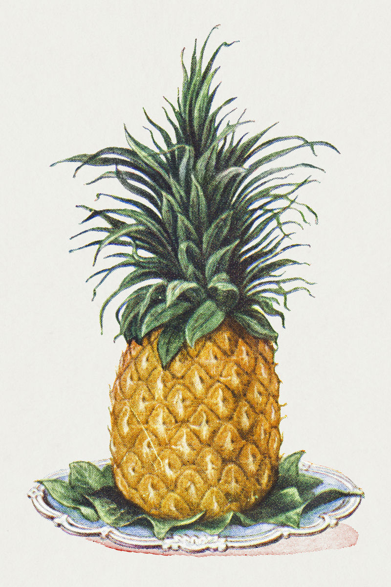 复古手绘菠萝设计元素