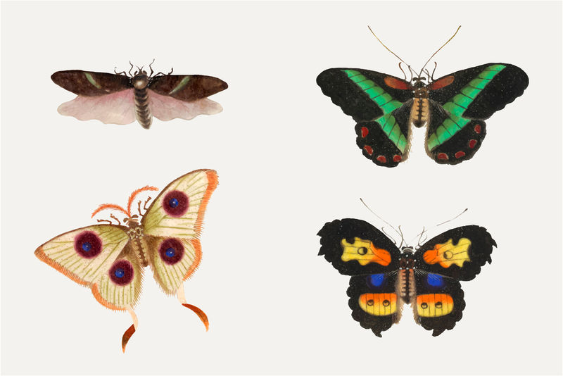 蝴蝶飞蛾和昆虫复古插图矢量集
