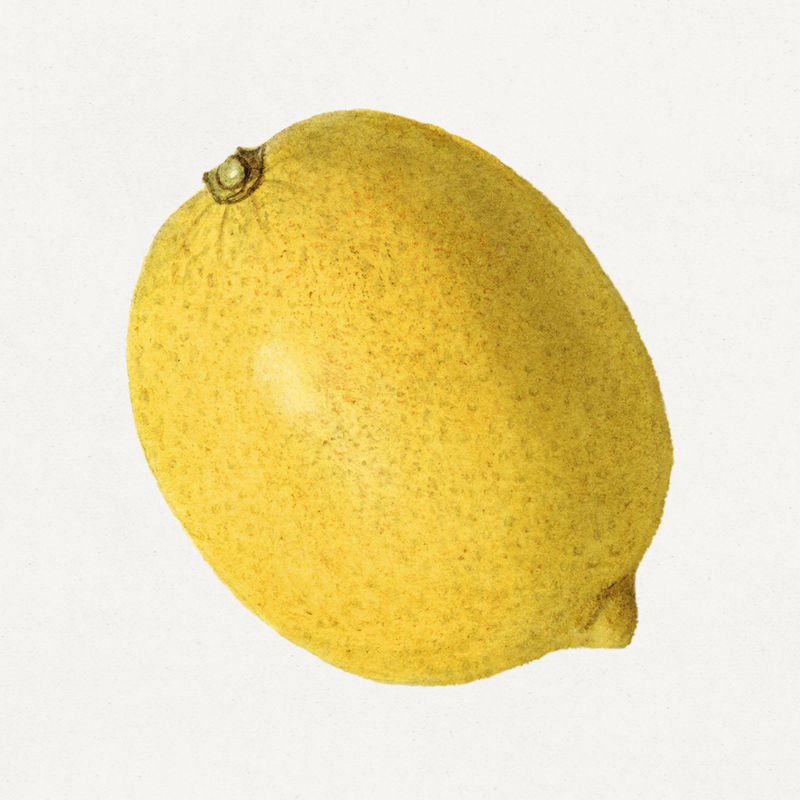 复古柠檬插画模型
