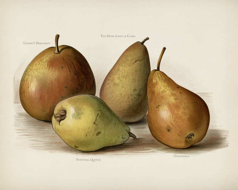 水果种植者指南：梨的陈年插图