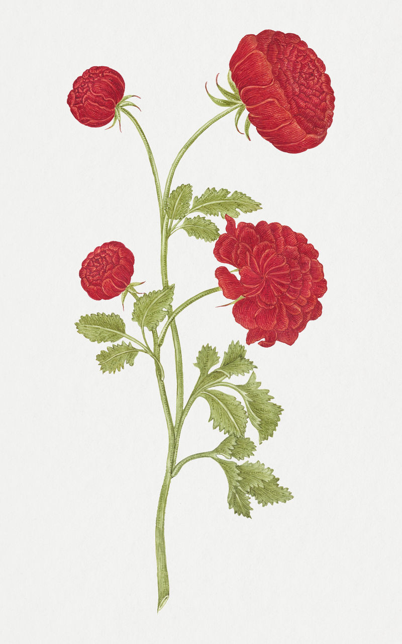 红玫瑰psd从史密森尼档案馆的18世纪艺术品中重新混合而成