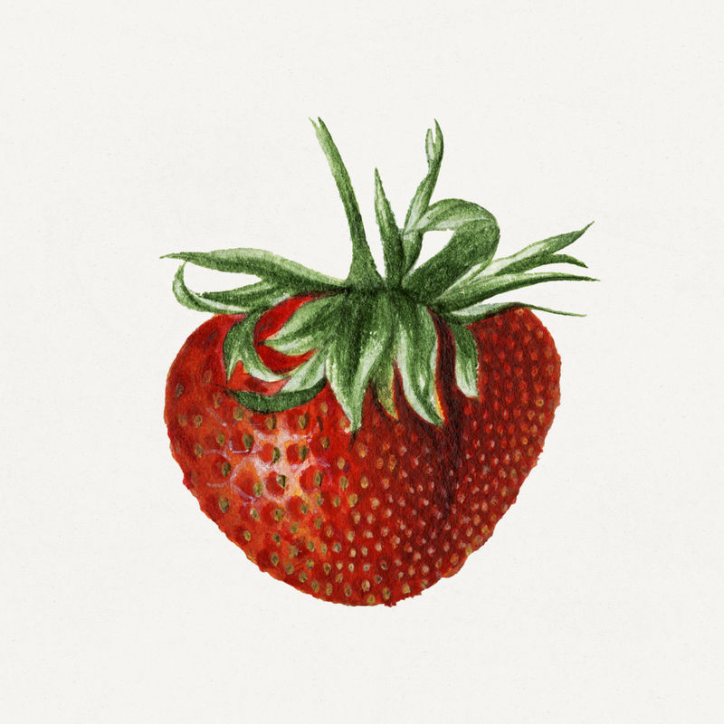 复古草莓插画模型
