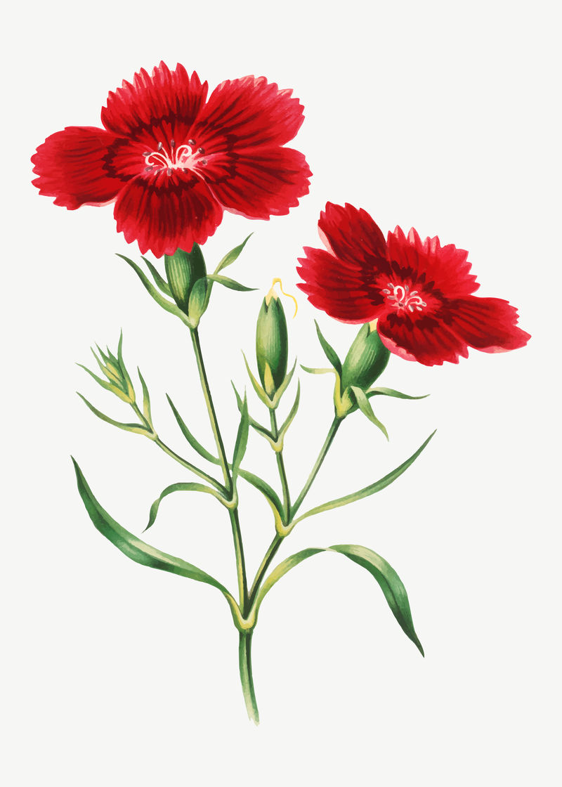 复古红花插图矢量由Currier的艺术作品混合而成\u0026amp；艾夫斯