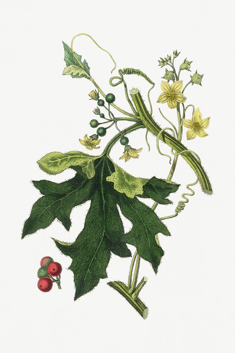 植物英文曼德拉psd复古植物素描
