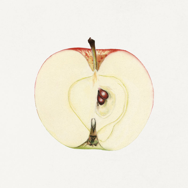复古苹果插图模型